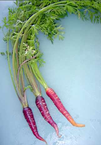 purple-carrots