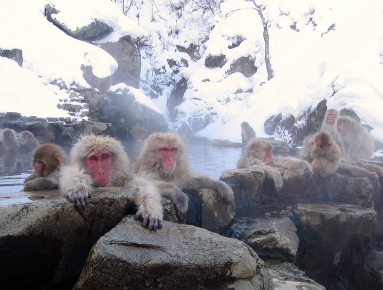 Macaques at Jigokudani onsen