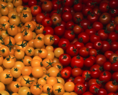 Hamakua Springs tomatoes