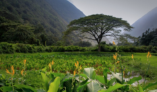 Could Big Island Feed All Its People Using Traditional Methods?